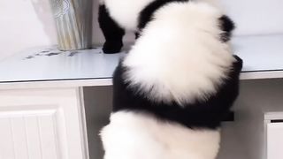 ada yang bisa tebak ini hewan apa gaes.. sumpahsi lucu tauu