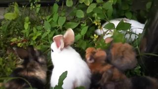 Cute rabbits baby eat grass