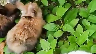 Baby Rabbit Eat Fresh Grass