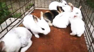 One weak age rabbit baby cute right