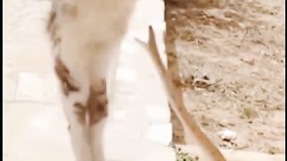 How to make a gyi to get amazing cat food for you amazing and the