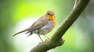 amazing birds