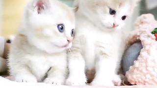 Cat fanny