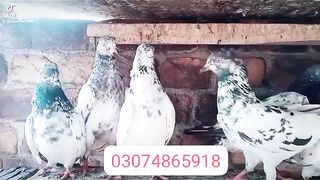 Pigeon for sale in