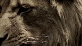 LION MENTALITY - Motivational Video