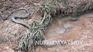 King cobra vs baby python