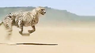 Cheetah at full speed