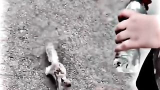 squirrel ask water from man