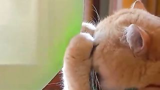 Can change the way to get up in the future, okay？funnycat