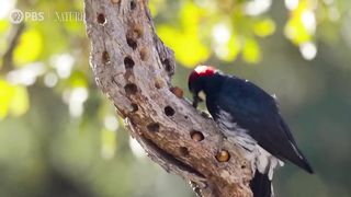 Acorn Woodpecker Family Guards Their Stash | Nature on PBS