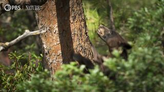 Sly Bear Steals From Woodpecker's Acorn Stash | Nature on PBS