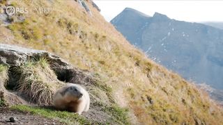Secrets of Marmot Hibernation | Nature on PBS