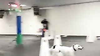 4TH_Dog_Gangster_