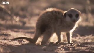 What's a Meerkat's Favourite Food? | BBC Earth