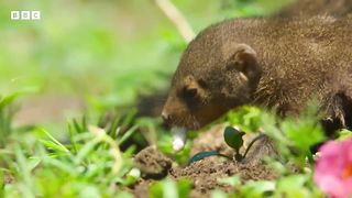 Why you shouldn't pick on a mongoose | Serengeti - BBC