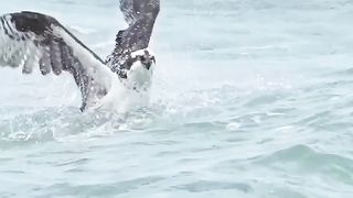 An osprey demonstrates its impressive hunting skills by diving into the water and capturing a barracuda.