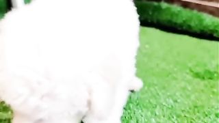 Anjing lucu