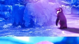 shorts memes funny p12