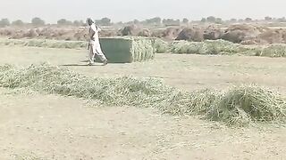 Fresh Rhodes grass video viral