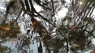IKAN DALAM KOLAM