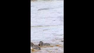 Crocodiles in the river attacked a herd of zebras.
