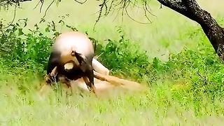 Lions attacked an antelope.