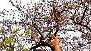 A lioness and a leopard are fighting on a tree.