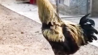 Ayam pelung