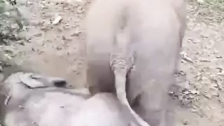 Anak gajah
