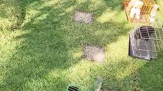 Anjing Lucu Di jemur