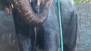 Gajah mandiri