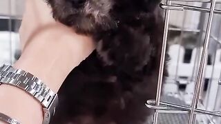 Anjing Lucu Di rawat