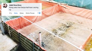 Bukan 3X sehari❗Begini aturan pemberian pakan CACING SUTERA untuk LARVA LELE