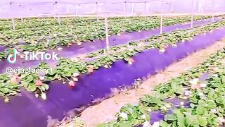 10430d6b8436f4906bf69fa54de31412.
