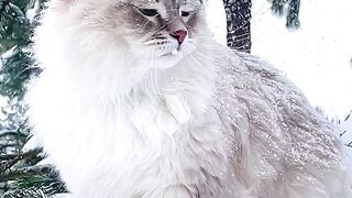 Wow, such a beauty.,????????????????????