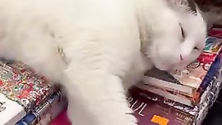 The cat won't let you buy a book