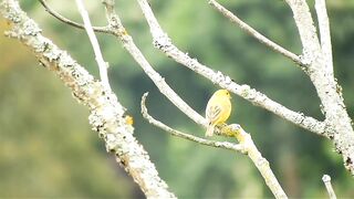 Cute bird in the nest