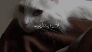 Beayutiful cute cat