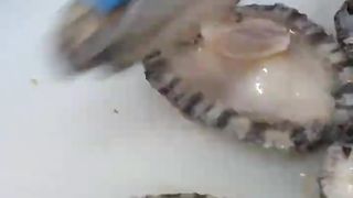 Makan Mentah aja