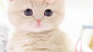 Cat cute