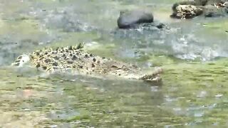 Pertarungan reptil, Buaya VS Piton, Trans7 Global
