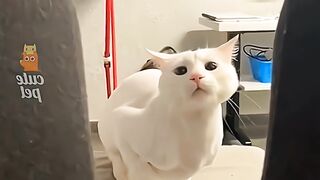 video funny cats