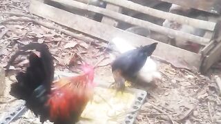 Mis niños