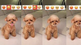 Cute Puppy Emoji Reaction On Our Face