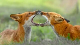 Try Not To Laugh - Funny animals 2024 ♡♡♡