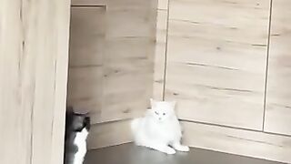Still don't believe that cats are liquid?
