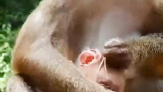 baby monkey being massaged