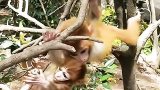 two very cute baby monkeys