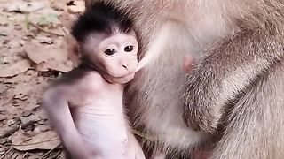 Cute baby monkey drinking mother's milk