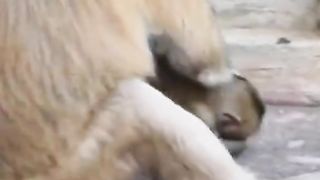 Marajuk is not given mother's milk from the morning